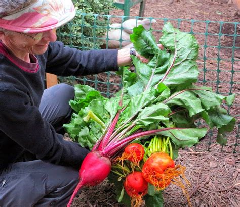 Flitzy Phoebie: Harvesting Beets From the Garden