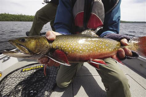 Nipigon Celebrates World Record Brook Trout | Northern Wilds Magazine