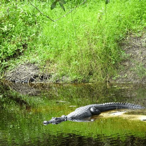 Hiking Myakka River State Park: a Wildlife Paradise - Stumble Safari