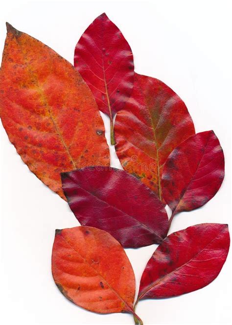 Black Cherry Tree Leaves in Autumn Stock Photo - Image of beautiful ...