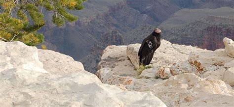 The wildlife of the Grand Canyon