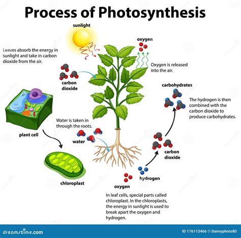 Photosynthesis Diagram