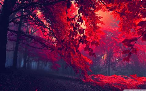 Red Forest Wallpapers - Top Free Red Forest Backgrounds - WallpaperAccess