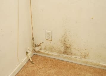 Mold Walls ...........Removing Mold From Walls