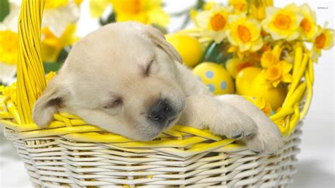 Golden Retriever puppy sleeping in a basket wallpaper - Animal ...