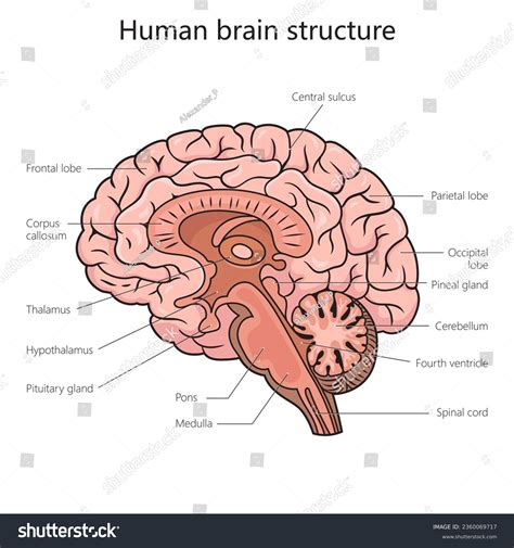 1,888 Brain Diagram Labels Royalty-Free Images, Stock Photos & Pictures ...