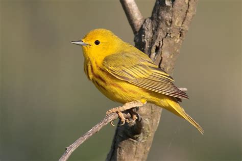 Yellow Warbler photos and wallpapers. Collection of the Yellow Warbler ...