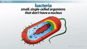 Aerobic vs. Anaerobic Bacteria: Comparison & Differences - Video ...