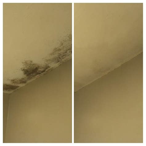 Mold: before and after. Spray with vinegar and scrub : r/MoldlyInteresting