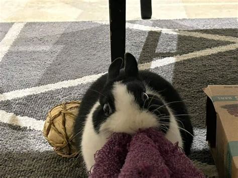 Adorable black and white rabbit chewing on a purple blanket