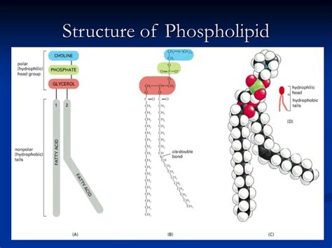 PPT - The Cell Membrane PowerPoint Presentation - ID:501873