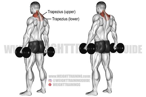 Dumbbell shrug exercise instructions and video | Weight Training Guide