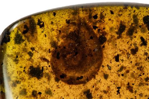 Cretaceous Fossil Snail (Panpulmonata) in Amber - Myanmar For Sale ...