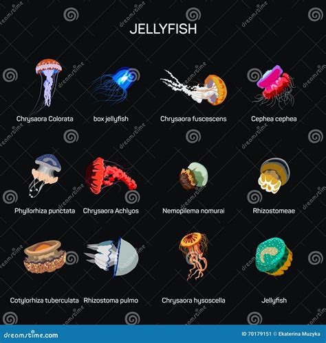 Jellyfish Vector Set in Flat Style Design. Different Kind of Underwater ...