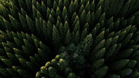 Forest Aerial View 4k Wallpapers - Wallpaper Cave