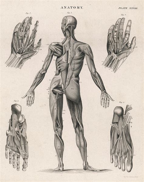 Human Body Muscles Sketch