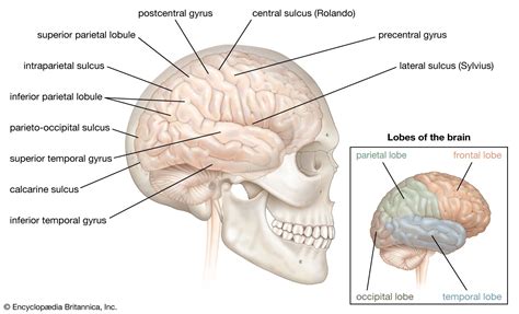 Cerebrum | Description, Anatomy, & Functions | Britannica