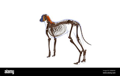 Rhomboideus muscle Dog muscle Anatomy For Medical Concept 3D ...