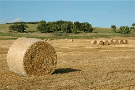 Are Wheat Straw Plates Safe? (Answered)