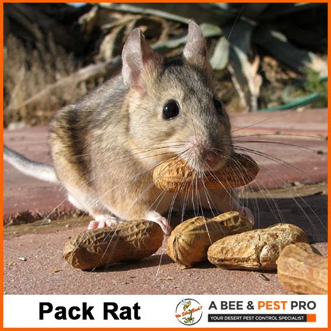 Arizona Rodents Identification | Pack Rat, Mouse, Roof Rat - A Bee & Pest