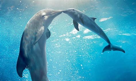 Baby Dolphins: Everything you Need to Know | Surf's Up Magazine