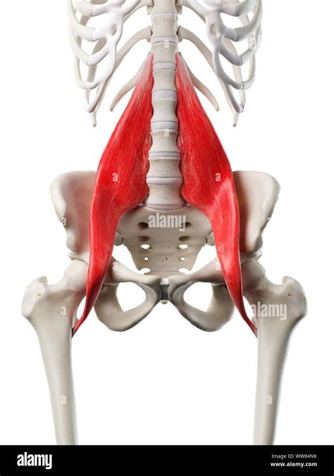 Psoas major muscle, illustration Stock Photo - Alamy