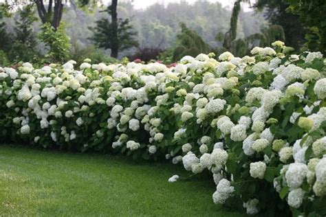 Top 10 White Hydrangeas | Garden Design