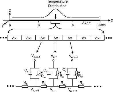 Unmyelinated axon model to simulate action potential generation by ...