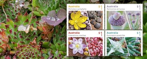 Inside the wonderful world of Australian succulents - Australia Post