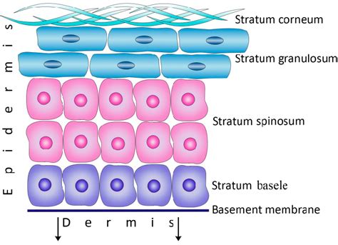 The structure of the epidermis. | Download Scientific Diagram