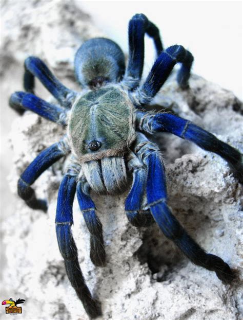 Buy Cobalt Blue Tarantula Online | Cobalt Blue Tarantula For Sale