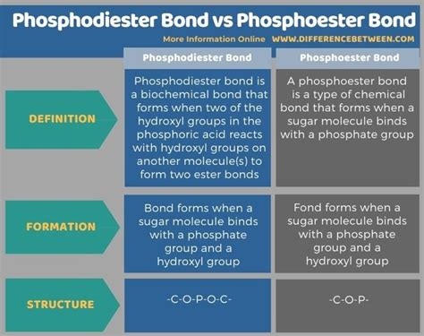 Difference Between Phosphodiester Bond and Phosphoester Bond | Compare ...