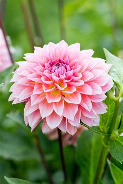 12 Best Flowers to Grow for Cutting - Sunset Magazine