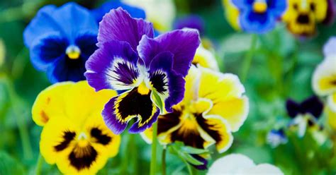 How to Plant and Care for Pansies