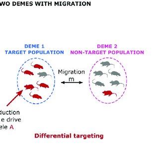 Schematic depiction of gene-drive models. (A) Model of CRISPR-based ...