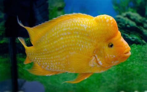 Midas Cichlid - Species Profile & Facts - VIVO Pets