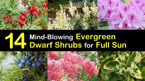 14 Mind-Blowing Dwarf Evergreen Shrubs for Full Sun