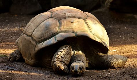 Top 10 Animals with Longest Lifespan.