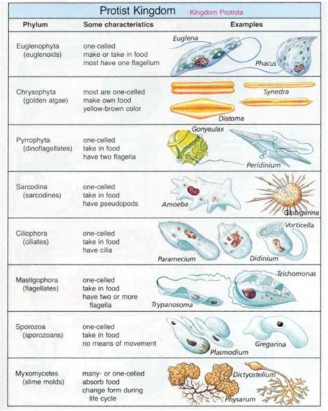 Kingdom Protista Classification Chart