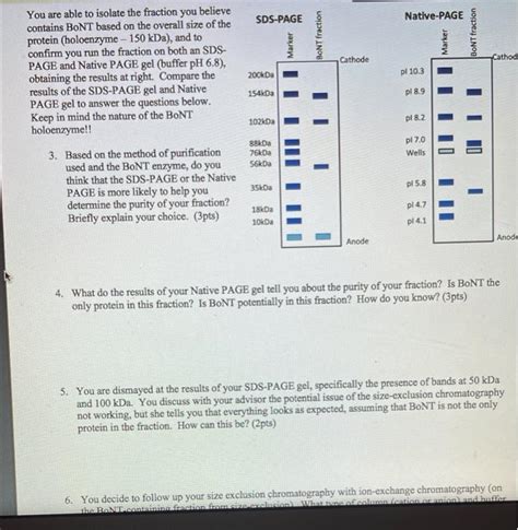 4.) What do the results of your native page gel tell | Chegg.com