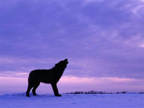 Black Wolf Howling Wallpapers - Top Free Black Wolf Howling Backgrounds ...