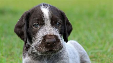 German Wirehaired Pointer - Price, Temperament, Life span