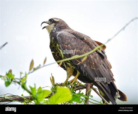 Immature common Black hawk (Buteogallus anthracinus) in Panama, bird of ...