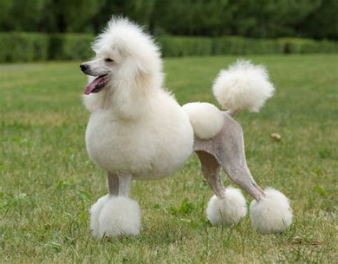 The Poodle Smartest Dog Breed - Dog Breeders Guide