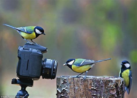 Wildlife photography contest winning pictures | Daily Mail Online