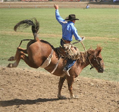 Royalty Free Bucking Horse Pictures, Images and Stock Photos - iStock