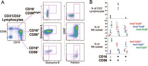 CE expression within NK cell subsets. (A) The three NK cell subsets ...