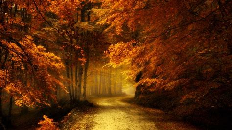 Autumn forest road - backiee