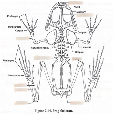 Frog Skeleton Diagram | Quizlet