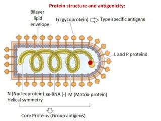 Rhabdoviridae. | PPT